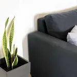 Diwani Luxury * 릭수리
